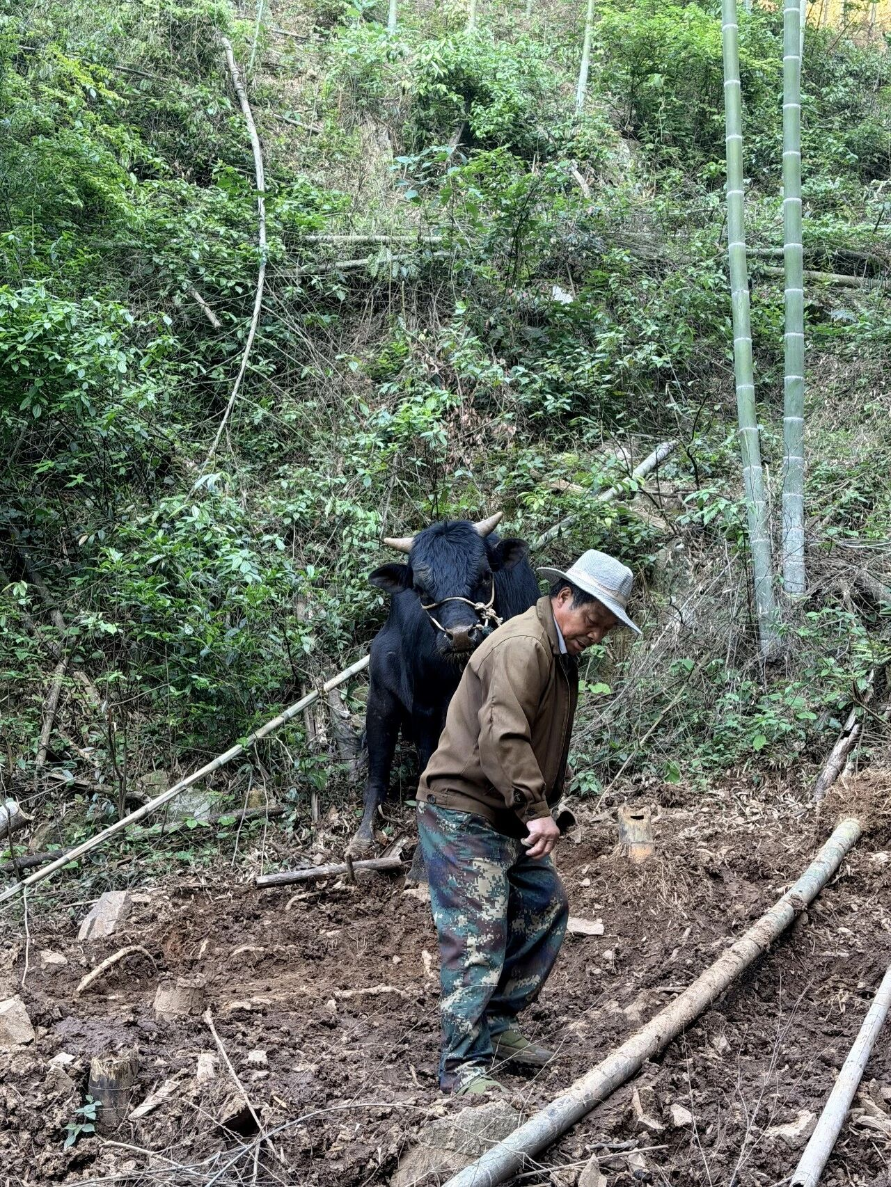 “牛坚强”被困深山20天饿瘦200斤：被找到时仅剩1100斤了